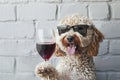 A Water dog holding a glass of red wine with sunglasses on Royalty Free Stock Photo