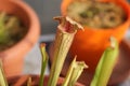 Carnivore plant