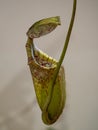 carnivore plant Nepenthes