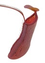 Carnivore plant Nepenthes Royalty Free Stock Photo