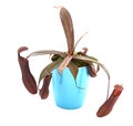 Carnivore plant Nepenthes