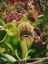 Carnivorous Beauty in the Wild Royalty Free Stock Photo