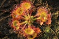 Carnivorous flower Drosera rotundifolia Royalty Free Stock Photo