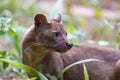 Carnivorous mammal Fossa Cryptoprocta ferox Royalty Free Stock Photo