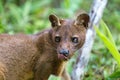 Carnivorous mammal Fossa, madagascar wildlife Royalty Free Stock Photo