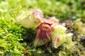 Carnivorous pitcher plant Royalty Free Stock Photo