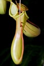 Carnivorous pitcher plant, also known as pitfall trap