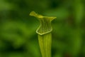 Carnivorous Pitcher Plant Royalty Free Stock Photo