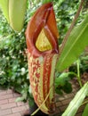 Carnivorous Pitcher Plant Closeup
