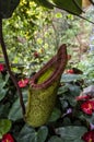 Carnivorous Pitcher Plant Closeup Royalty Free Stock Photo