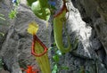 Carnivorous Pitcher Plant at the Mediterranean Garden