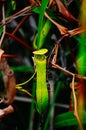 Carnivorous pitcher plant. Nepenthe`s albomarginata in the rain forest at Bako National Park. Sarawak. Borneo. Malaysia Royalty Free Stock Photo