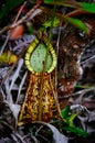 Carnivorous pitcher plant. Nepenthe`s albomarginata in the rain forest at Bako National Park. Sarawak. Borneo. Malaysia Royalty Free Stock Photo