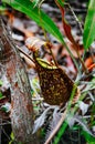 Carnivorous pitcher plant. Nepenthe`s albomarginata in the rain forest at Bako National Park. Sarawak. Borneo. Malaysia Royalty Free Stock Photo