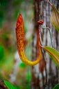 Carnivorous pitcher plant. Nepenthe`s albomarginata in the rain forest at Bako National Park. Sarawak. Borneo. Malaysia Royalty Free Stock Photo