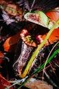 Carnivorous pitcher plant. Nepenthe`s albomarginata in the rain forest at Bako National Park. Sarawak. Borneo. Malaysia Royalty Free Stock Photo