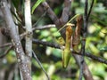 Carnivorous pitcher plant. Nepenthes albomarginata. Royalty Free Stock Photo