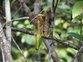 Carnivorous pitcher plant. Nepenthes albomarginata. Royalty Free Stock Photo