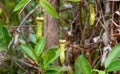 Carnivorous pitcher plant. Nepenthes albomarginata Royalty Free Stock Photo