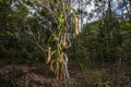 Carnivorous pitcher plant. Nepenthes albomarginata in the rainforest at Bako National Park Sarawak Borneo Malaysia Royalty Free Stock Photo