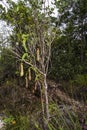 Carnivorous pitcher plant. Nepenthes albomarginata in the rainforest at Bako National Park Sarawak Borneo Malaysia Royalty Free Stock Photo