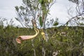 Carnivorous pitcher plant. Nepenthes albomarginata in the rainforest at Bako National Park Sarawak Borneo Malaysia Royalty Free Stock Photo