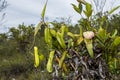 Carnivorous pitcher plant. Nepenthes albomarginata in the rainforest at Bako National Park Sarawak Borneo Malaysia Royalty Free Stock Photo