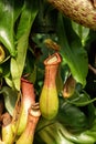 Carnivorous Pitcher plant Nepenthes ventricosa