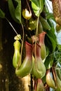 Carnivorous Pitcher plant Nepenthes ventricosa