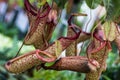 Carnivorous pitcher plant with pitchers Royalty Free Stock Photo