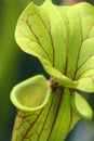 Carnivorous pitcher plant (Sarracenia flava) Royalty Free Stock Photo