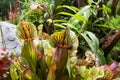 Carnivorous pitcher plant Sarracenia trap