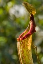 Carnivorous pitcher plant Royalty Free Stock Photo