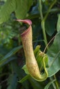 Carnivorous Pitcher plant seen at Garo Hills,Meghalaya,India Royalty Free Stock Photo