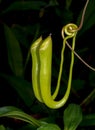 Carnivorous Pitcher plant seen at Garo Hills,Meghalaya,India Royalty Free Stock Photo