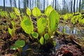 carnivorous pitcher plants in a bog habitat