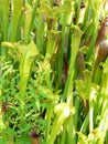 Carnivorous Pitcher Plants at Fish Hatchery