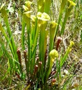 Carnivorous Pitcher Plants in Wetlands Environment