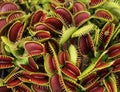 Carnivorous plant Royalty Free Stock Photo