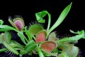 Carnivorous plant Royalty Free Stock Photo