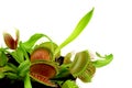 Carnivorous plant Royalty Free Stock Photo