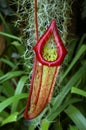 Carnivorous plant. Royalty Free Stock Photo