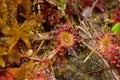 Carnivorous plant in the bog natural environment. round-leaved sundew or common sundew - Drosera rotundifolia