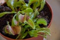 Carnivorous plant called Dionaea Muscipula or Venus flytrap of the family Droseraceae Royalty Free Stock Photo