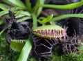 Carnivorous plant Royalty Free Stock Photo