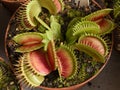 carnivorous plant Dionaea Muscipula, know as Venus flytrap Royalty Free Stock Photo