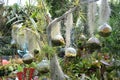 Carnivorous plant displays at Singapore Gardens by the Bay Cloud Forest observatory