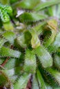 Carnivorous plant - Droseraceae Royalty Free Stock Photo