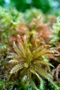 Carnivorous plant - Droseraceae Royalty Free Stock Photo