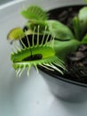 A carnivorous plant feeding on a small fly Royalty Free Stock Photo